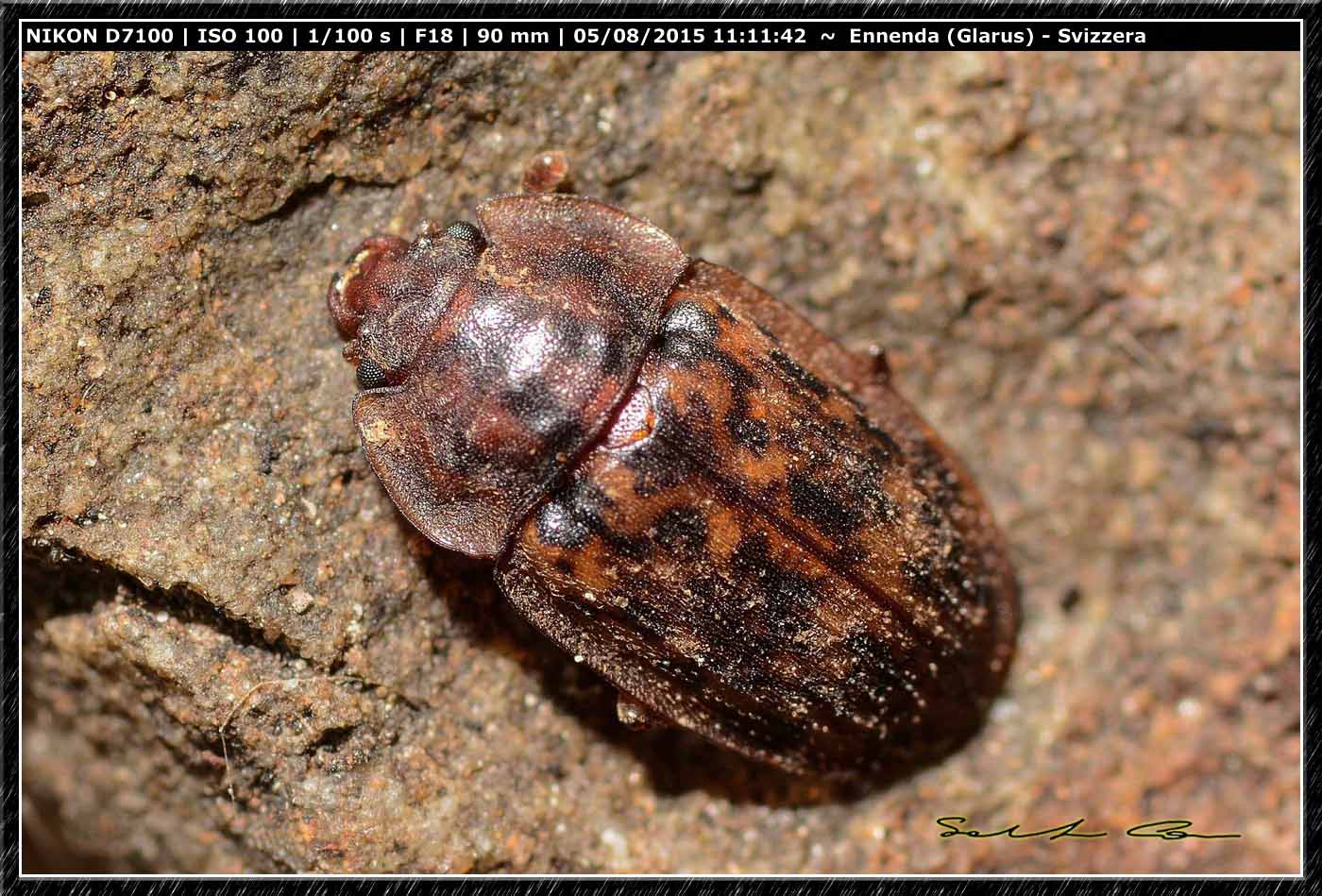 Chrysomelidae? No, Nitidulidae, Soronia sp.